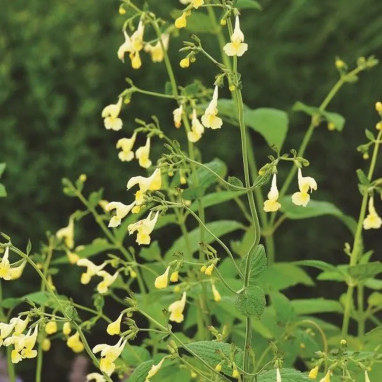 Nepeta govaniana - Nepeta | Achat direct au producteur