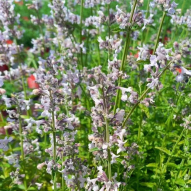 Nepeta racemosa 'Amelia' - Nepeta | Achat direct au producteur