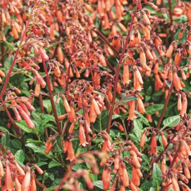 Phygelius 'Candy Drops Tangerine' - Phygelius | Achat direct producteur