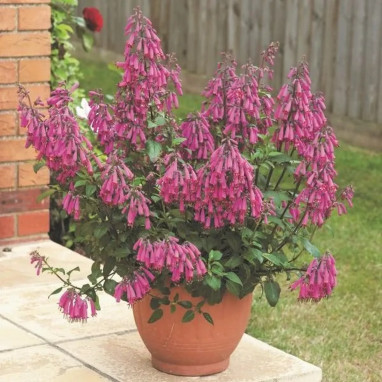 Phygelius 'Candy Drops Deep Rose' - Phygelius | Achat producteur