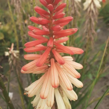 Kniphofia 'Wana' - Kniphofia | Achat direct au producteur