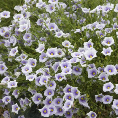 Nierembergia caerulea - Nierembergia | Achat direct au producteur