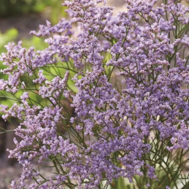 Limonium gmelinii 'Dazzle Rocks' - Limonium | Achat producteur