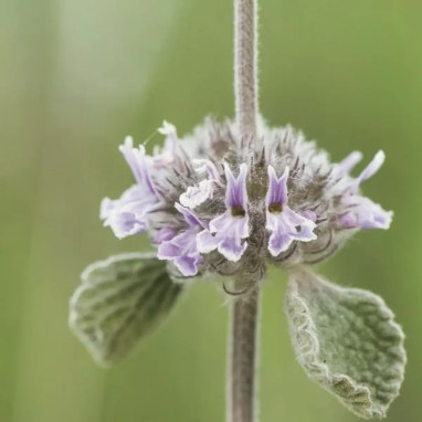 Marrubium supinum - Marrubium | Achat direct au producteur