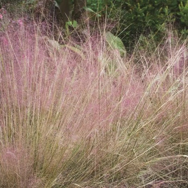 Muhlenbergia capillaris - Muhlenbergia | Achat direct au producteur