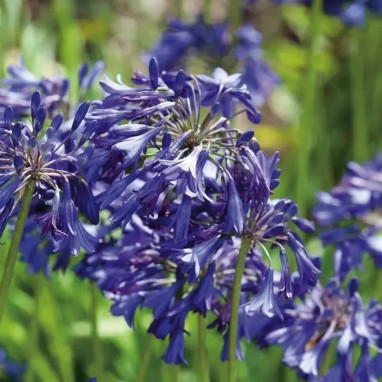 Agapanthus 'Starry Night' - Agapanthus | Achat direct au producteur
