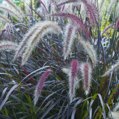 Pennisetum advena 'Rubrum' - Pennisetum | Achat direct au producteur