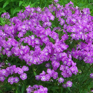 Phlox 'Adessa Compact Purple' - Phlox paniculata | Achat producteur