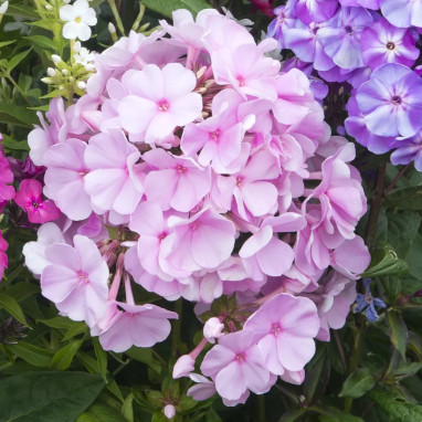 Phlox paniculata ADESSA 'Pink Star' - Phlox | Achat producteur