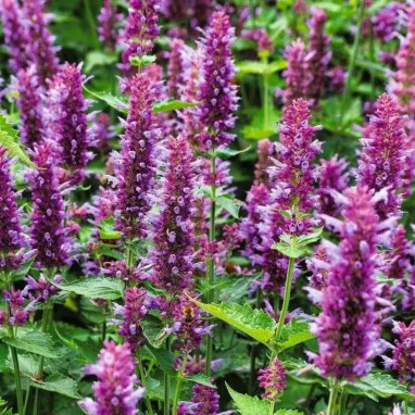 Agastache 'Globetrotter' - Agastache | Achat direct au producteur