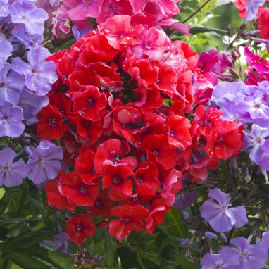 Phlox paniculata Adessa 'Fire' - Phlox | Achat direct au producteur