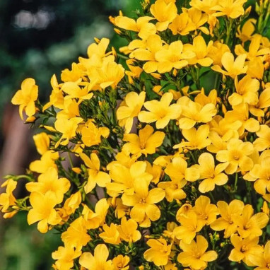 Linum flavum 'Compactum' - Linum | Achat direct au producteur