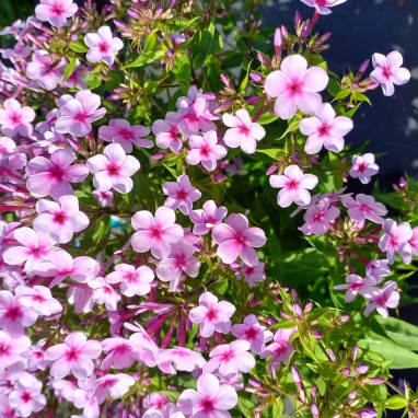 Phlox 'Early Lavender Pop' - Phlox | Achat direct au producteur