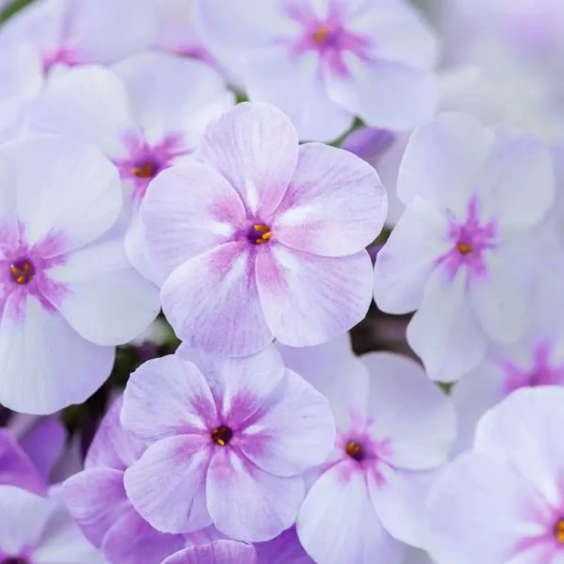 Phlox 'Early Lavender Pop' - Phlox | Achat direct au producteur