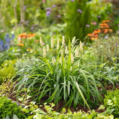Liriope muscari 'Monroe White' - Liriope | Achat direct au producteur