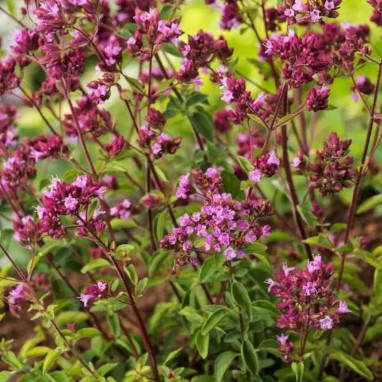 Origanum laevigatum 'Hopleys' - Origanum | Achat direct au producteur