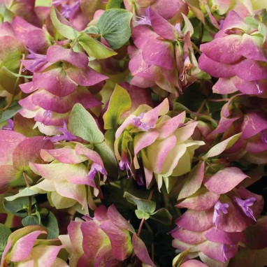 Origanum rotundifolium 'Kent Beauty' - Origanum | Achat producteur