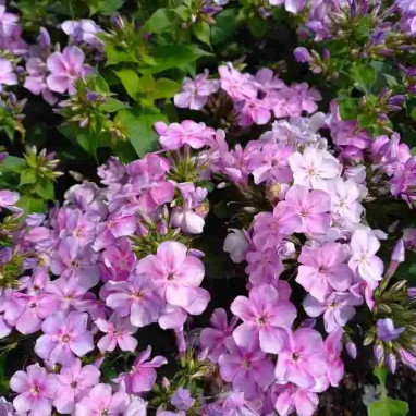 Phlox paniculata ADESSA COMPACT 'Lilac' | Achat producteur