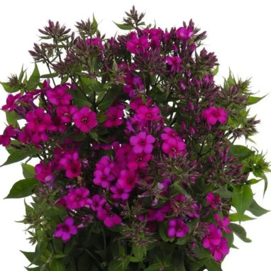 Phlox paniculata EARLY 'Cerise' - Phlox | Achat direct au producteur