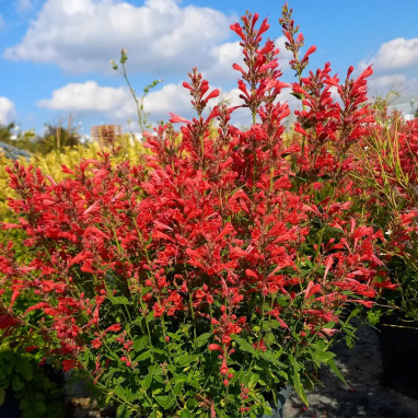 Agastache 'Kudos Red' - Agastache | Achat direct au producteur