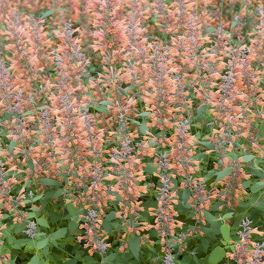 Agastache aurantiaca 'Tango' - Agastache | Achat direct au producteur
