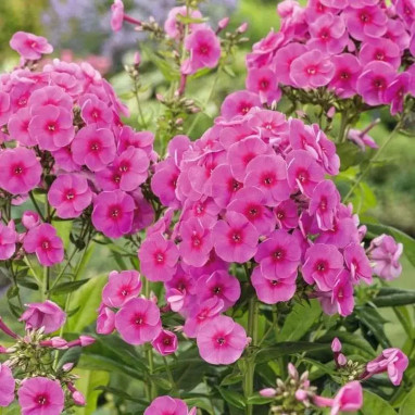 Phlox paniculata Adessa Compact 'Rose' - Phlox | Achat producteur