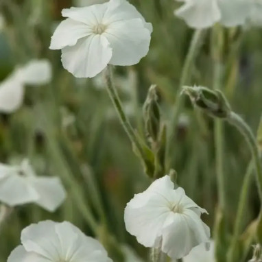 Lychnis coronaria 'Alba' - Lychnis | Achat direct au producteur