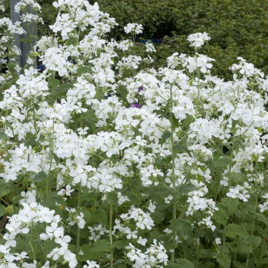 Lunaria annua 'Albiflora' - Lunaire blanche | Achat direct au producteur