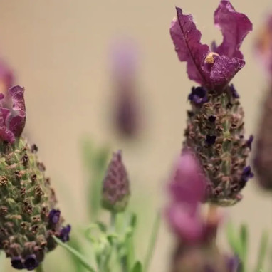 Lavandula stoechas 'Castilliano Rose' | Achat direct au producteur
