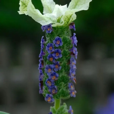 Lavandula stoechas 'Castilliano White' - Lavandula | Achat en ligne
