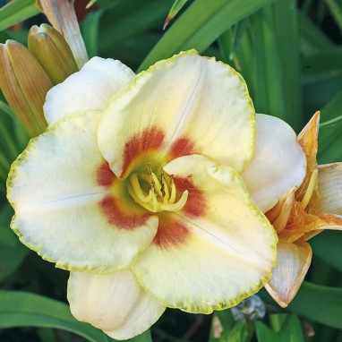 Hemerocallis orange simple - Hemerocallis | Achat producteur