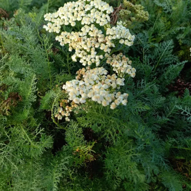 Achillea crithmifolia - Achillea | Achat direct au producteur