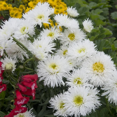 Leucanthemum 'Snowdrift' - Grande marguerite | Achat producteur