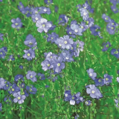 Linum perenne Caeruleum - Linum | Achat direct au producteur