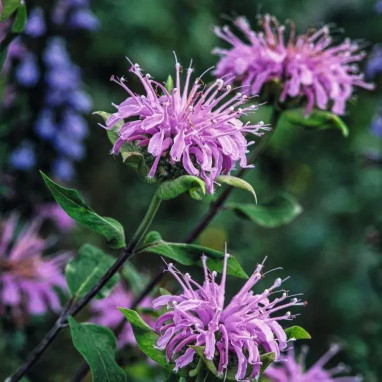 Monarda fistulosa - Monarde sauvage | Achat direct au producteur