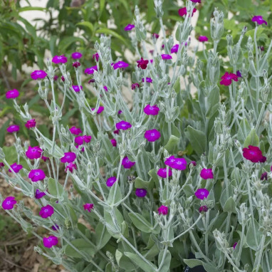 Lychnis coronaria 'Atrosanguinea' - Silene | Achat producteur