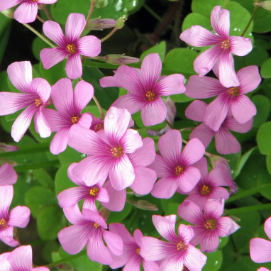 Oxalis floribunda - Oxalis | Achat direct au producteur