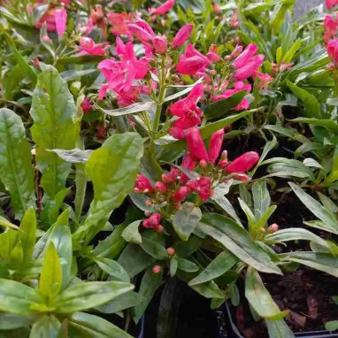 Penstemon barbatus 'Pinacolada Rosy Red Shades' | Achat producteur