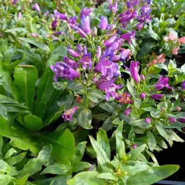 Penstemon barbatus 'Pinacolada Violet Shades' | Achat producteur