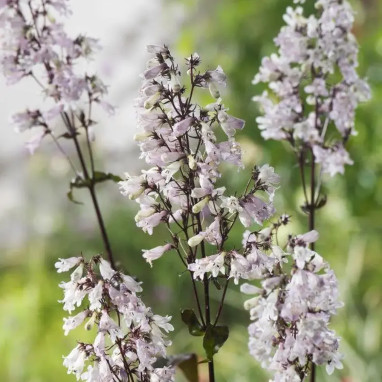 Penstemon digitalis 'Husker Red' - Penstemon | Achat producteur