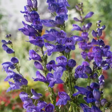 Penstemon strictus - Penstemon | Achat direct au producteur
