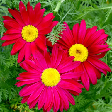 Pyrèthre 'Robinson's Red' - Tanacetum | Achat direct au producteur