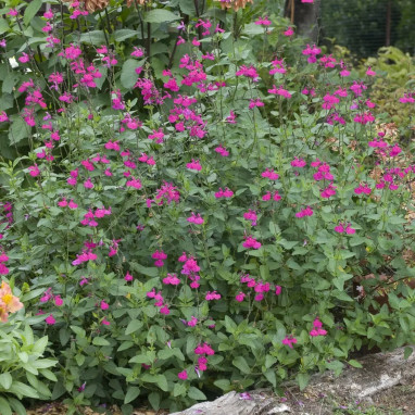 Salvia X jamensis 'Trenance' - Sauge hybride | Achat direct producteur