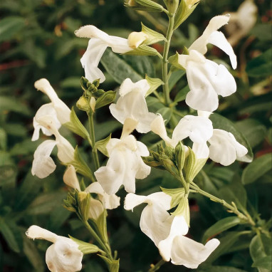 Salvia greggii 'Alba' - Sauge de Gregg | Achat direct au producteur