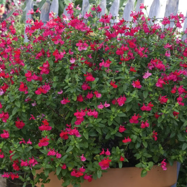 Salvia microphylla Rouge - Sauge arbustive | Achat direct au producteur