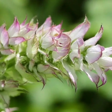 Salvia sclarea 'Clary' - Sauge sclarée | Achat direct au producteur