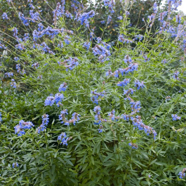 Salvia uliginosa - Sauge des marais | Achat direct au producteur