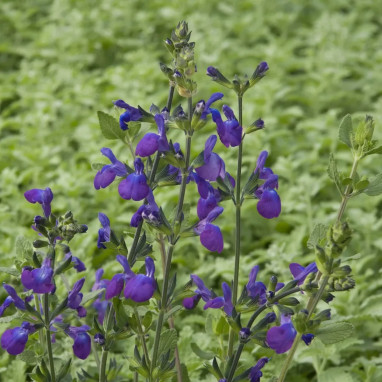 Salvia lycioides - Sauge | Achat direct au producteur