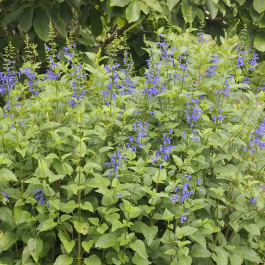 Salvia patens 'Blue Angel' - Sauge bleue | Achat direct au producteur