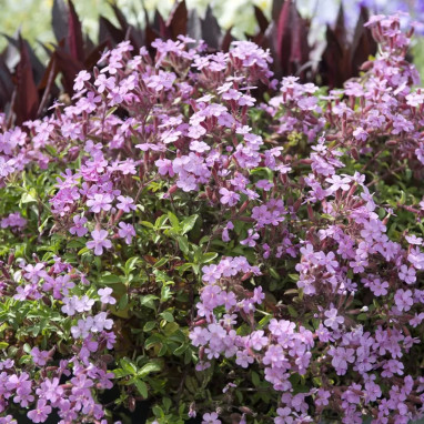 Saponaria ocymoides - Saponaire | Achat direct au producteur